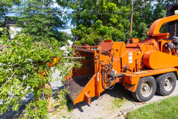 Palm Tree Trimming in Elkton, KY